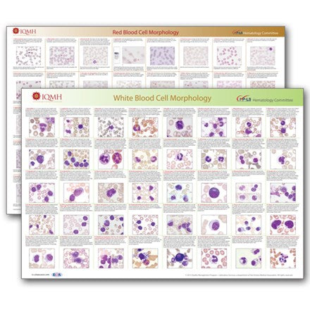 Red Blood Cell and White Blood Cell Morphology Wall Charts
