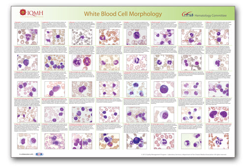 White Blood Cell Morphology Wall Chart